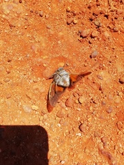 Platypleura capensis