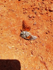 Platypleura capensis