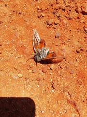 Platypleura capensis