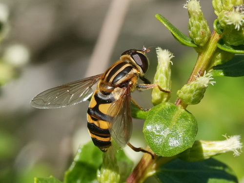 Unknown species found near South OCO, OR, USA