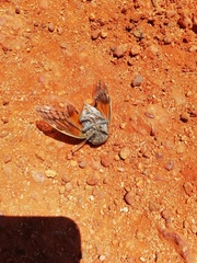 Platypleura capensis