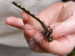 Cordulegaster obliqua