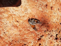 Platypleura capensis