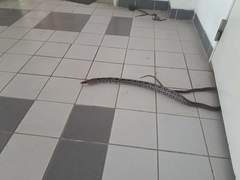Coelognathus radiatus