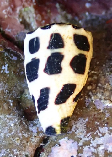 Conus ebraeus observed 2025-10-10