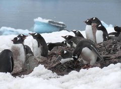 Gentoo Penguin photo 5