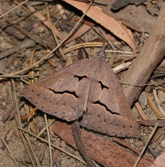 Epidesmia brachygrammella