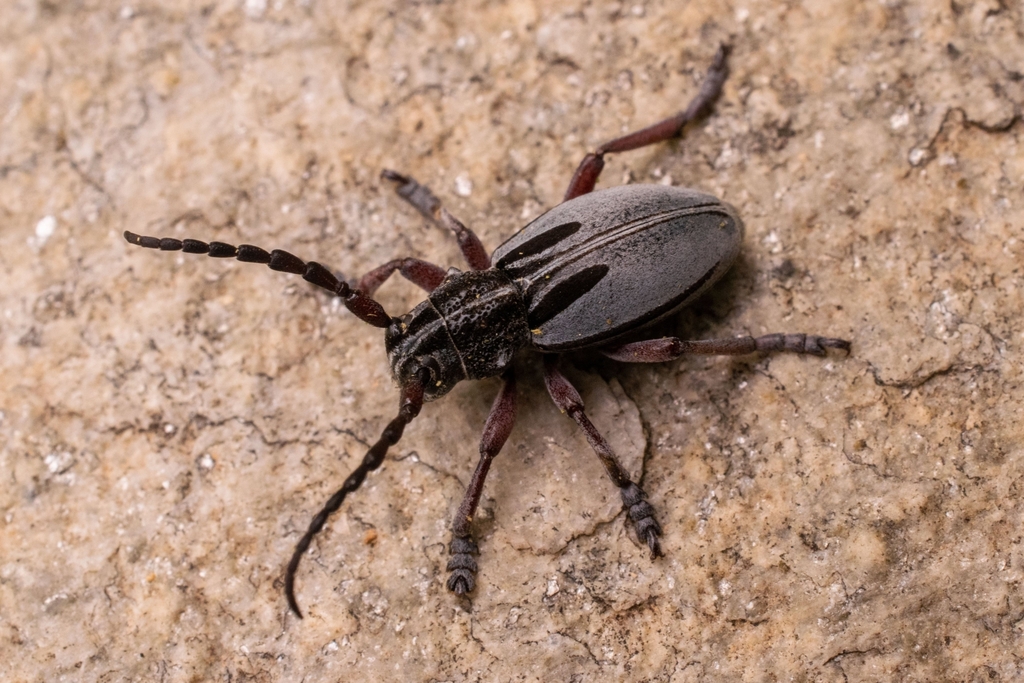 Dorcadion obenbergeri