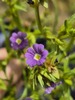 Bacopa angulata - Photo (c) Caio Vinicius Pompeu Bitú Paiva, some rights reserved (CC BY-NC), uploaded by Caio Vinicius Pompeu Bitú Paiva