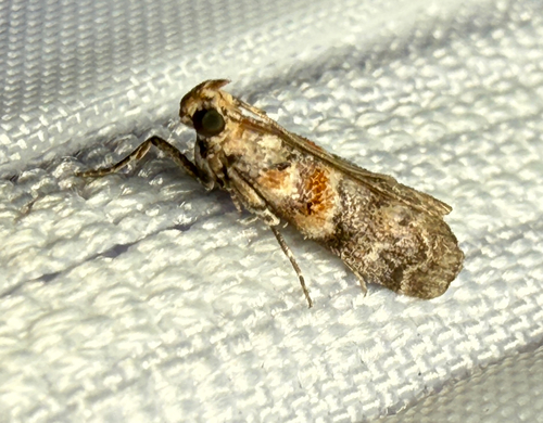 Cypress Coneworm Moths photo 5