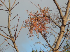 Loranthus europaeus