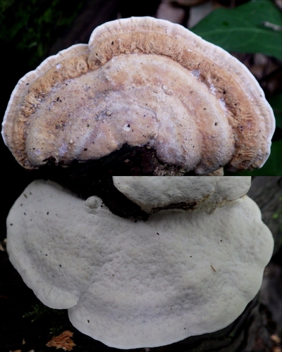 Truncospora atlantica