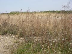 Artemisia capillaris