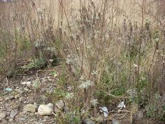 Artemisia capillaris