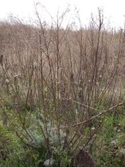 Artemisia capillaris