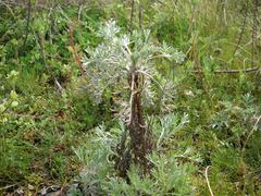 Artemisia capillaris