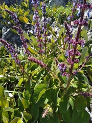 Coleus welwitschii