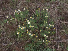 Cladanthus mixtus