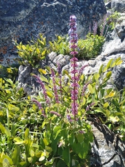 Coleus welwitschii