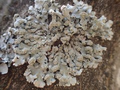 Hypotrachyna spumosa