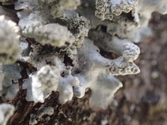 Hypotrachyna spumosa