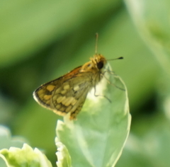 Taractrocera luzonensis