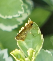 Taractrocera luzonensis