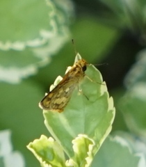 Taractrocera luzonensis
