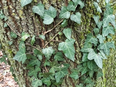 Hedera helix