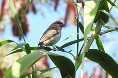 Carpodacus subhimachalus