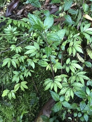 Elatostema