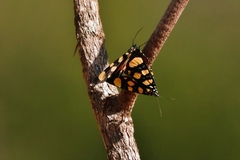 Heraclia perdix