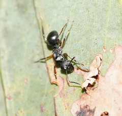 Campomyrma