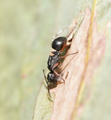 Campomyrma