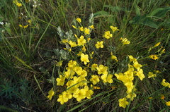 Linum ucranicum
