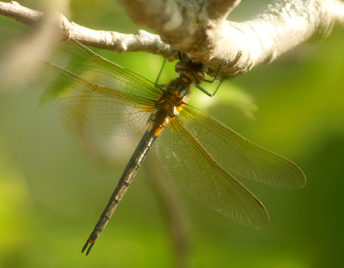 Kennedy's Emerald photo 2