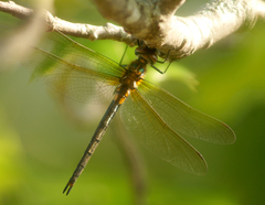 Somatochlora kennedyi