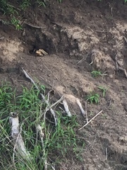 Broadleysaurus major