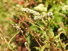 Persicaria barbata