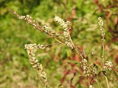 Persicaria barbata