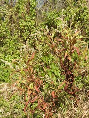Persicaria barbata
