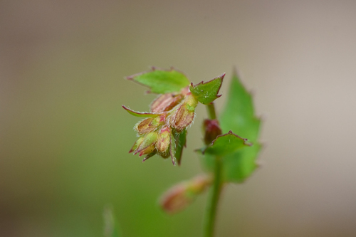 Gonocarpus mezianus (Gonocarpus mezianus)