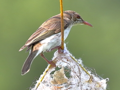 Ramsayornis modestus