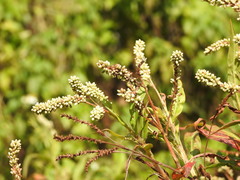 Persicaria barbata
