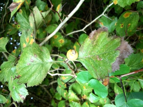sawtooth hawthorn (Crataegus viburnifolia)