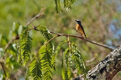 Monticola angolensis