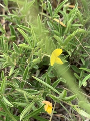 Leobordea divaricata