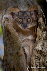 Lepilemur hubbardorum