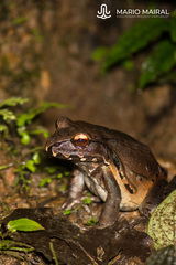 Leptodactylus rhodomerus