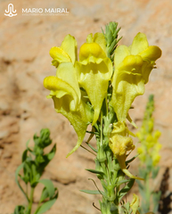 Linaria ventricosa